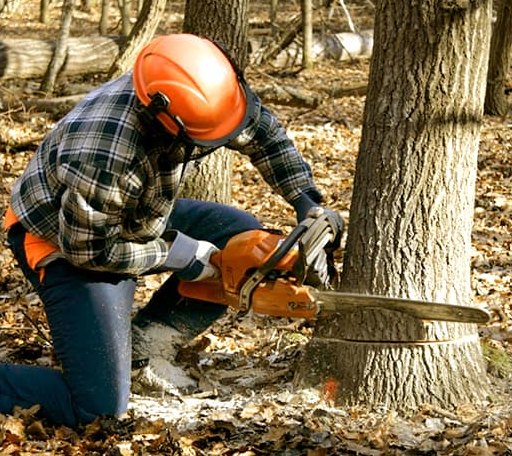 Tree Removal in Glendora, MS